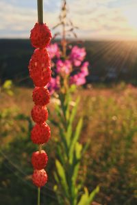 Close-up of red flowers against sky