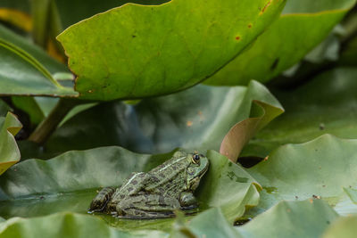Close-up of green leaves