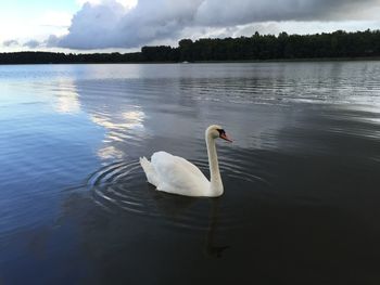 White swan floating on lake