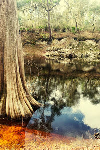 Reflection of trees in lake