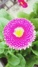 Close-up of pink flower blooming outdoors