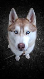 High angle portrait of dog