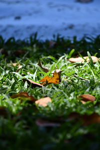 Close-up of butterfly on leaf