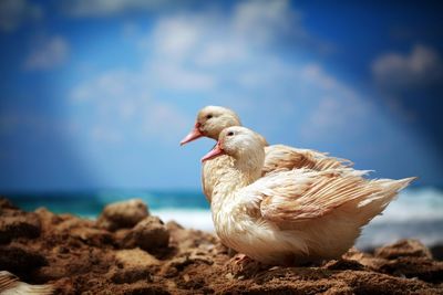 Seagull on rock