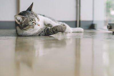 Close-up of cat sleeping