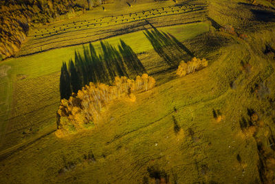 Scenic view of agricultural field