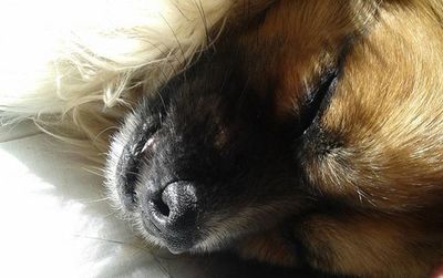 Close-up of dog sleeping