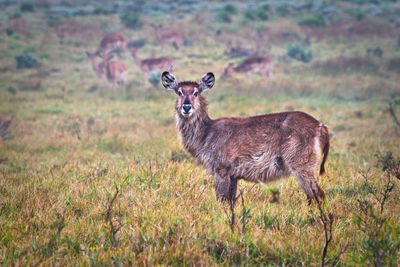 Portrait of deer standing on field