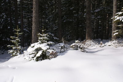 Snow covered trees in forest