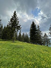 Pine trees on field against sky