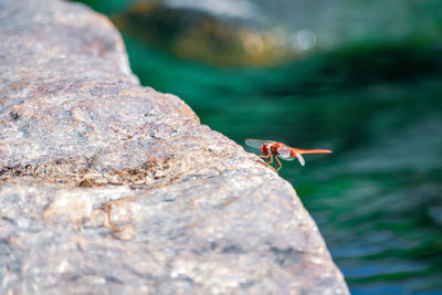 Close-up of insect on rock