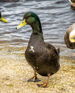 Close-up of duck swimming on lake