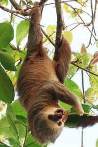 Low angle view of lion hanging on tree