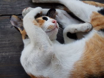 High angle view of cat relaxing at home