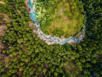 High angle view of plants and trees in forest