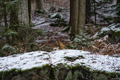 Snow covered trees in forest