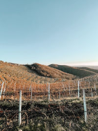 Scenic view of agricultural field against clear sky