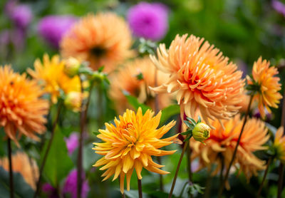 Close-up of yellow flowering plant