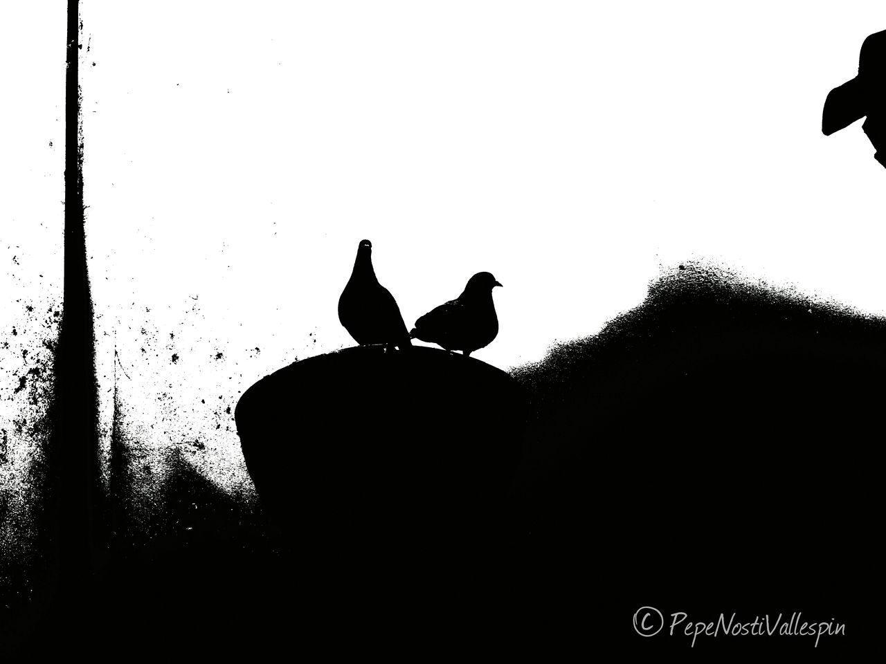 silhouette, animal themes, animals in the wild, animal wildlife, nature, no people, bird, outdoors, sky, day, mammal