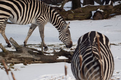 Zebra crossing in a field