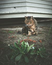 Cat looking up