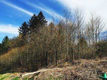 Trees on field against cloudy sky