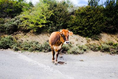 View of horse walking on road