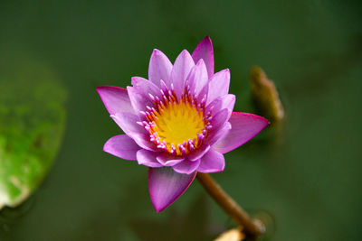 Close-up of pink water lily