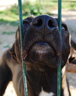 Close-up portrait of a dog