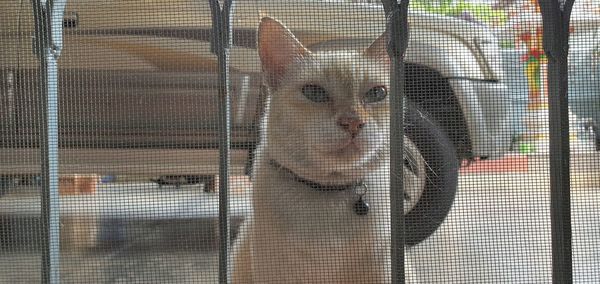 Portrait of dog seen through window