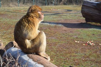 Lion sitting on field