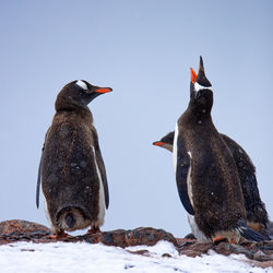 Gentoo penguins pygoscelis papua near damoy point, antarctica in their colony shouting in snowfall