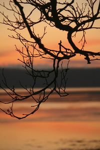 Silhouette bare tree against sea during sunset