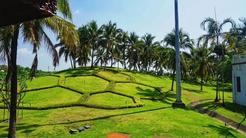 Scenic view of palm trees on sunny day