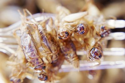 Crickets, fried crickets, fried insects, close-up of insect on table