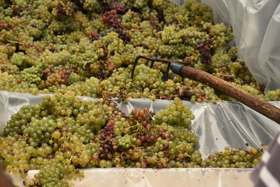 Bunch of grape in vineyard