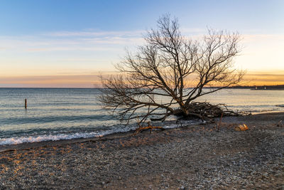 Bare tree on beach against sky during sunset