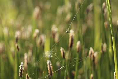 Close-up of crop growing on field