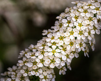 Close-up of white flowering plant