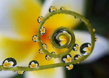 Close-up of raindrops on plant stem