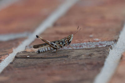 Syrbula is a genus of slant-faced grasshoppers in the family acrididae. at least three species .