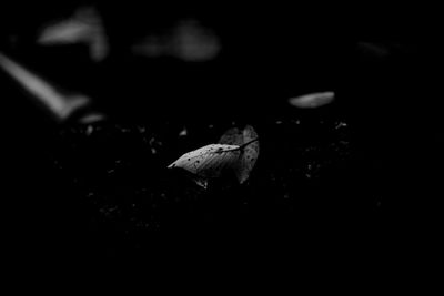 Close-up of leaves floating on water at night