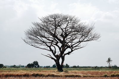 Bare tree on field against sky