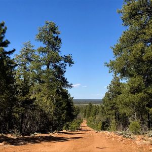 Dirt road amidst trees against clear sky