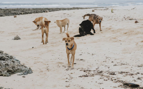 Dogs on beach