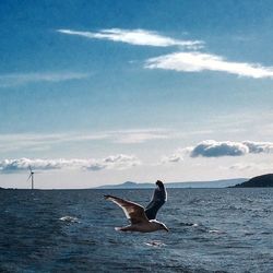 Seagull flying over sea