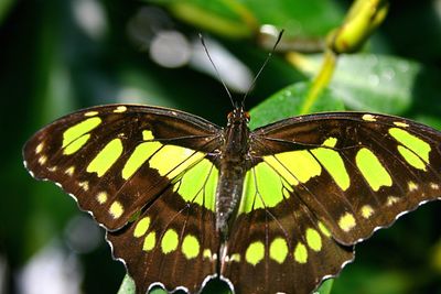 Close-up of butterfly perching on plant