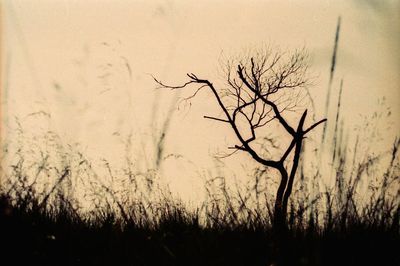 Bare trees on landscape