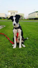 Dog sitting on field against sky