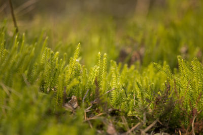 Close-up of plants growing on field